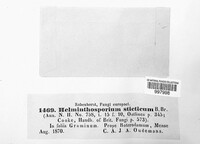 Helminthosporium sticticum image